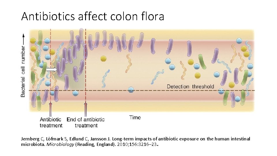 Antibiotics affect colon flora Jernberg C, Löfmark S, Edlund C, Jansson J. Long-term impacts