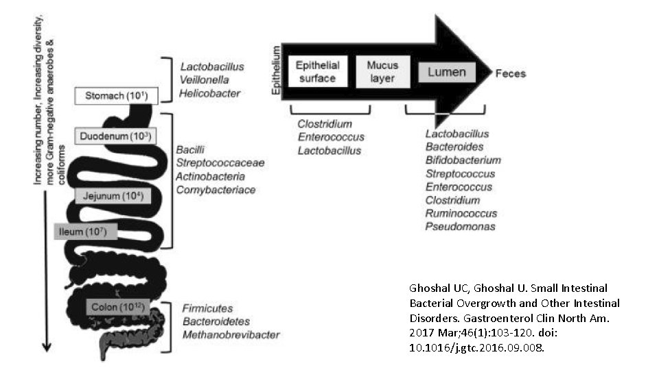 Ghoshal UC, Ghoshal U. Small Intestinal Bacterial Overgrowth and Other Intestinal Disorders. Gastroenterol Clin