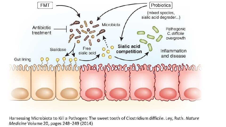 Harnessing Microbiota to Kill a Pathogen: The sweet tooth of Clostridium difficile. Ley, Ruth.