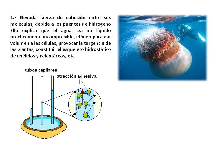 1. - Elevada fuerza de cohesión entre sus moléculas, debida a los puentes de 1. - Elevada fuerza de cohesión entre sus moléculas, debida a los puentes de