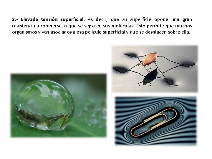 2. - Elevada tensión superficial, es decir, que su superficie opone una gran resistencia 2. - Elevada tensión superficial, es decir, que su superficie opone una gran resistencia