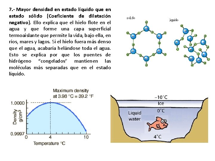 7. - Mayor densidad en estado líquido que en estado sólido (Coeficiente de dilatación 7. - Mayor densidad en estado líquido que en estado sólido (Coeficiente de dilatación