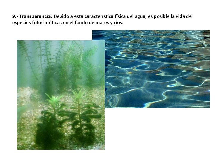 9. - Transparencia. Debido a esta característica física del agua, es posible la vida 9. - Transparencia. Debido a esta característica física del agua, es posible la vida