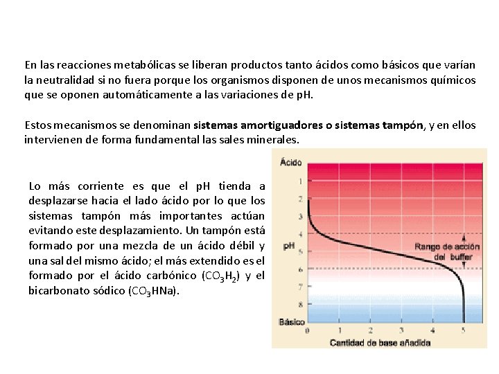 En las reacciones metabólicas se liberan productos tanto ácidos como básicos que varían la En las reacciones metabólicas se liberan productos tanto ácidos como básicos que varían la