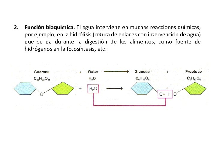 2. Función bioquímica. El agua interviene en muchas reacciones químicas, por ejemplo, en la 2. Función bioquímica. El agua interviene en muchas reacciones químicas, por ejemplo, en la