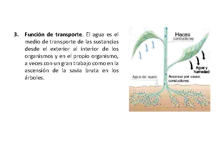 3. Función de transporte. El agua es el medio de transporte de las sustancias 3. Función de transporte. El agua es el medio de transporte de las sustancias