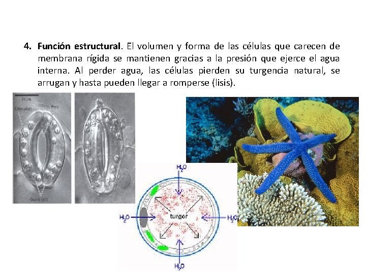 4. Función estructural. El volumen y forma de las células que carecen de membrana 4. Función estructural. El volumen y forma de las células que carecen de membrana