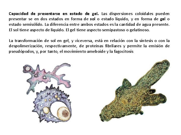 Capacidad de presentarse en estado de gel. Las dispersiones coloidales pueden presentar se en Capacidad de presentarse en estado de gel. Las dispersiones coloidales pueden presentar se en