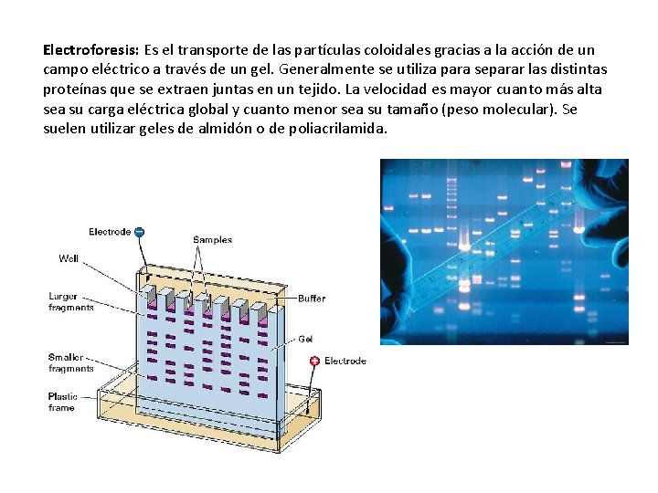 Electroforesis: Es el transporte de las partículas coloidales gracias a la acción de un Electroforesis: Es el transporte de las partículas coloidales gracias a la acción de un