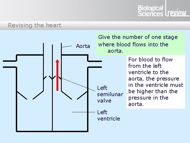 Revising the heart Aorta Give the number of one stage where blood flows into