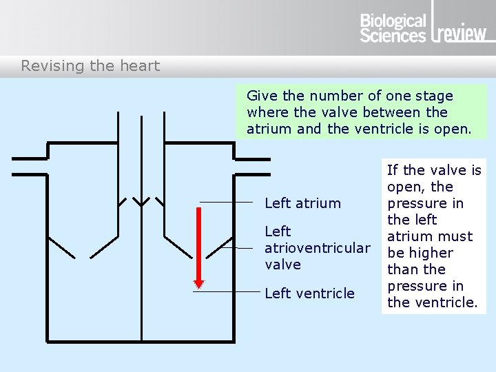 Revising the heart Give the number of one stage where the valve between the