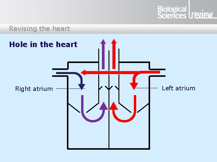 Revising the heart Hole in the heart Right atrium Left atrium 