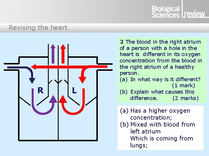 Revising the heart R L 2 The blood in the right atrium of a