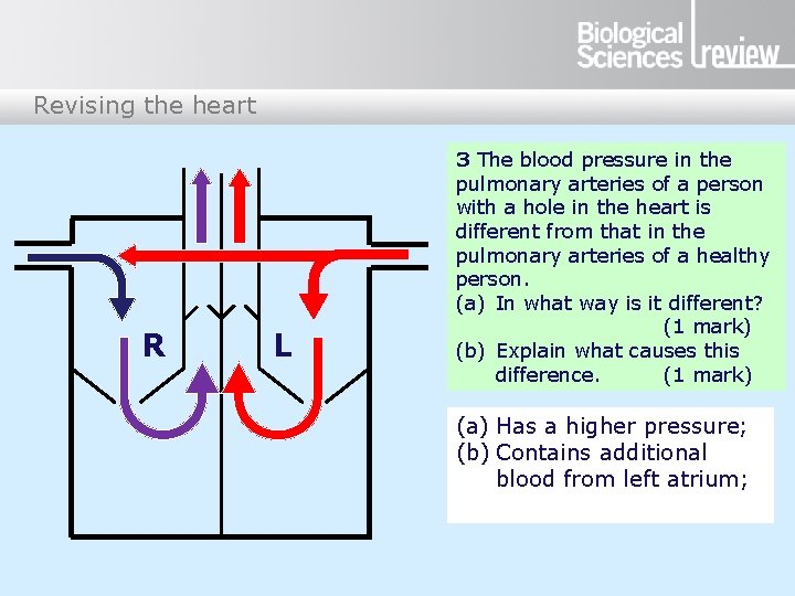 Revising the heart R L 3 The blood pressure in the pulmonary arteries of