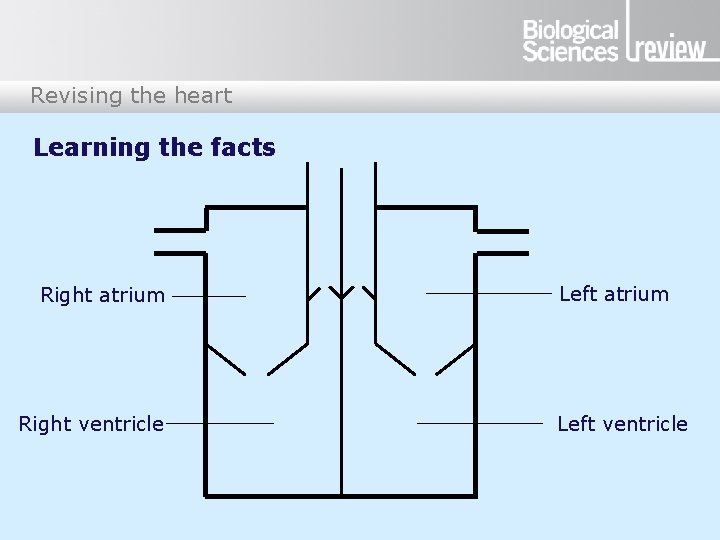 Revising the heart Learning the facts Right atrium Right ventricle Left atrium Left ventricle