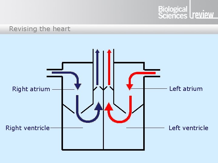 Revising the heart Right atrium Right ventricle Left atrium Left ventricle 