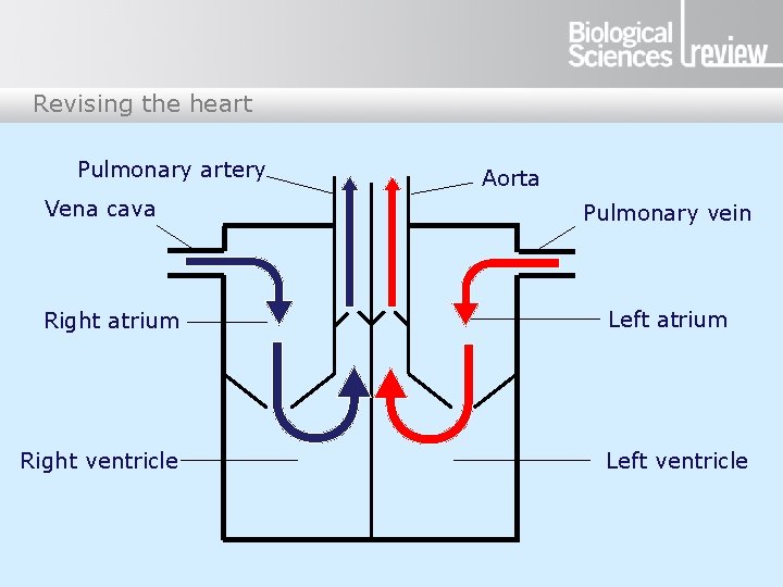 Revising the heart Pulmonary artery Vena cava Right atrium Right ventricle Aorta Pulmonary vein