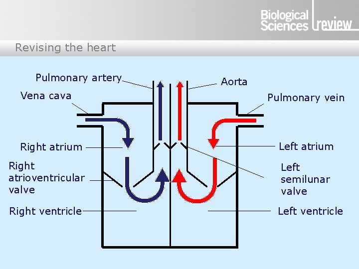 Revising the heart Pulmonary artery Vena cava Right atrium Aorta Pulmonary vein Left atrium