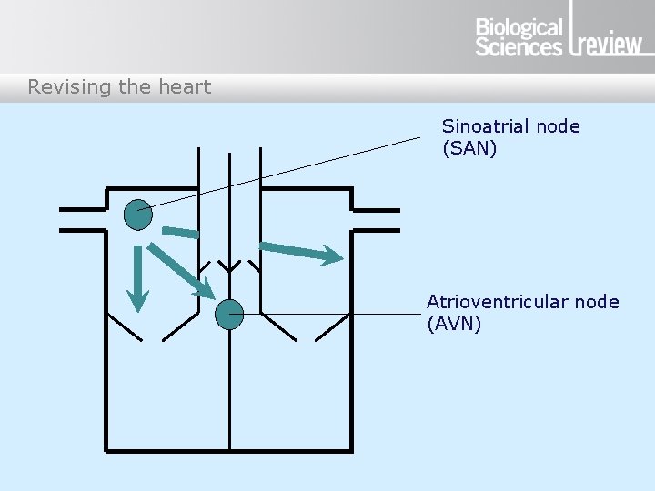 Revising the heart Sinoatrial node (SAN) Atrioventricular node (AVN) 