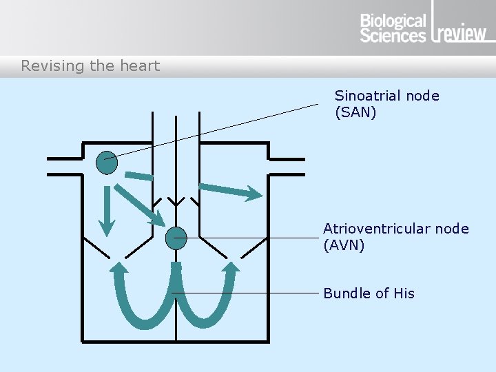 Revising the heart Sinoatrial node (SAN) Atrioventricular node (AVN) Bundle of His 