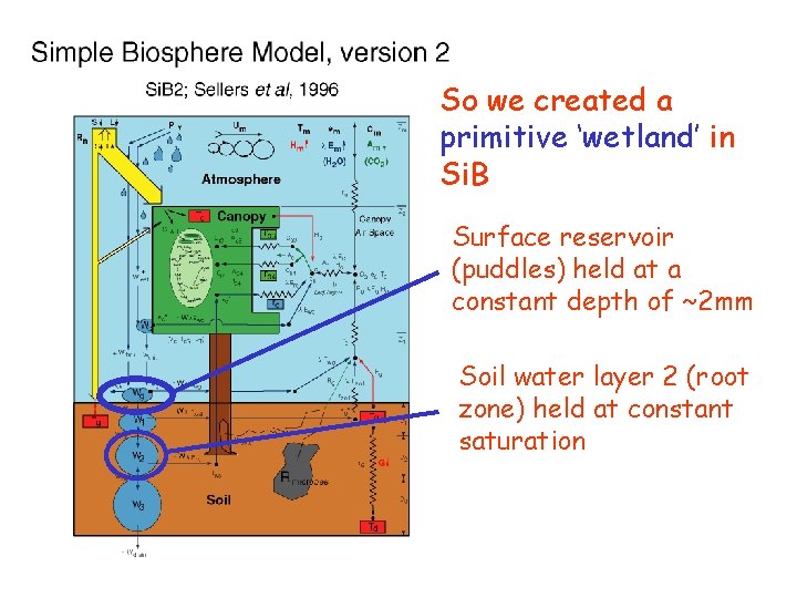 So we created a primitive ‘wetland’ in Si. B Surface reservoir (puddles) held at