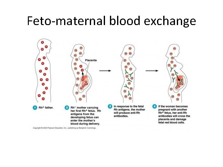 Feto-maternal blood exchange 