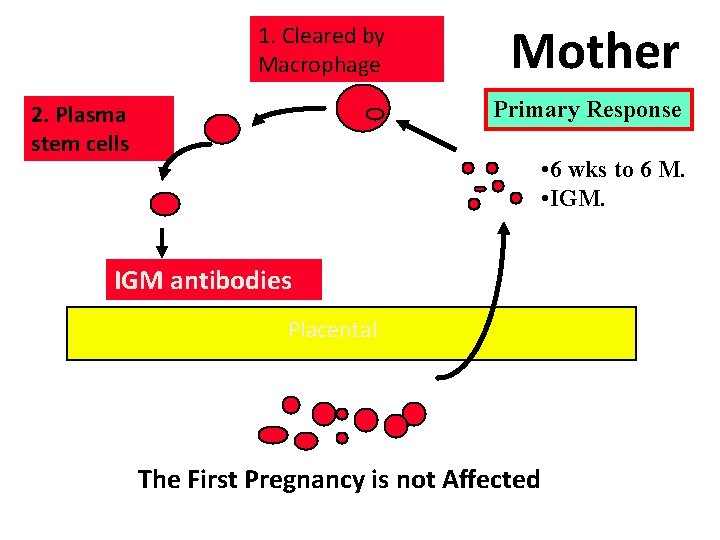 1. Cleared by Macrophage Mother Primary Response 2. Plasma stem cells • 6 wks