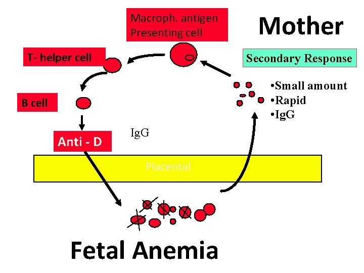 Macroph. antigen Presenting cell T- helper cell Mother Secondary Response • Small amount •