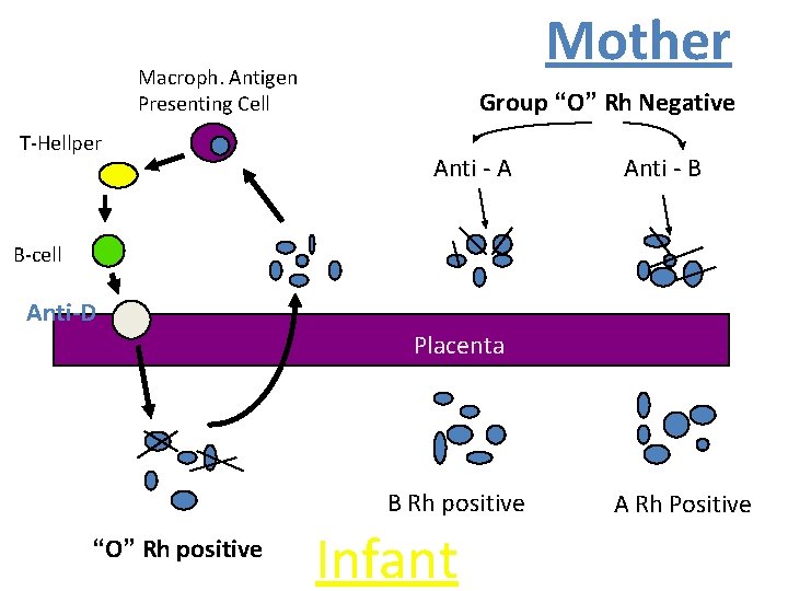 Mother Macroph. Antigen Presenting Cell T-Hellper Group “O” Rh Negative Anti - A Anti