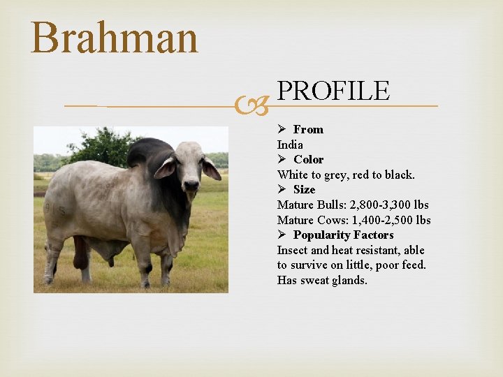 Brahman PROFILE Ø From India Ø Color White to grey, red to black. Ø