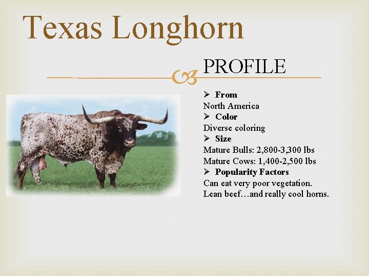 Texas Longhorn PROFILE Ø From North America Ø Color Diverse coloring Ø Size Mature