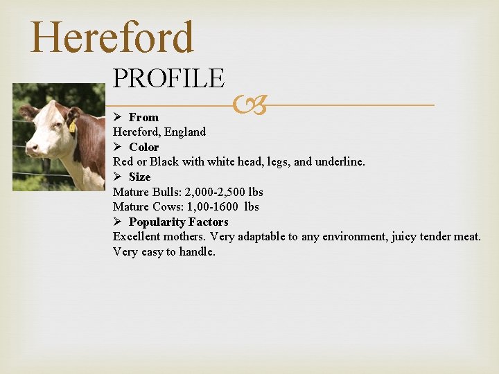 Hereford PROFILE Ø From Hereford, England Ø Color Red or Black with white head,