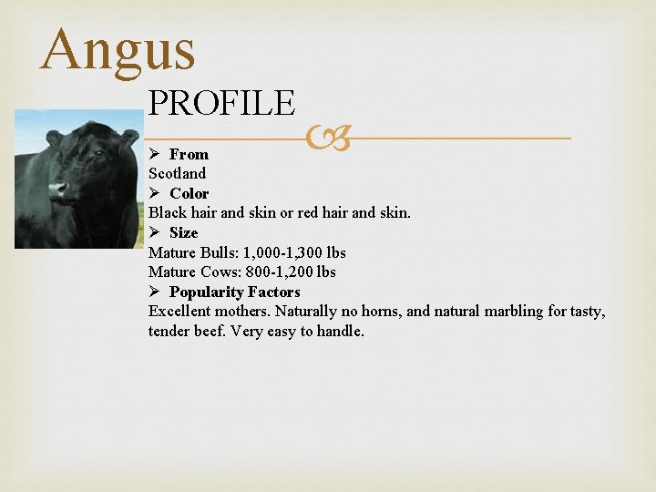Angus PROFILE Ø From Scotland Ø Color Black hair and skin or red hair