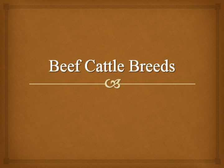 Beef Cattle Breeds 