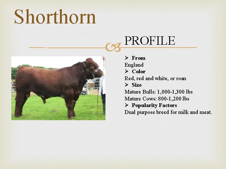 Shorthorn PROFILE Ø From England Ø Color Red, red and white, or roan Ø