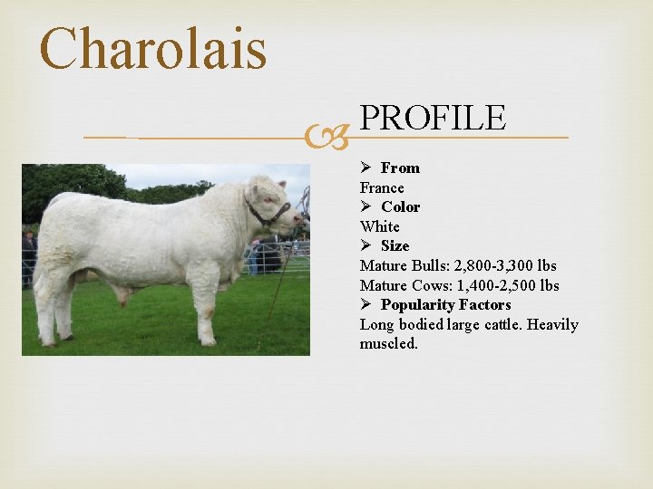 Charolais PROFILE Ø From France Ø Color White Ø Size Mature Bulls: 2, 800