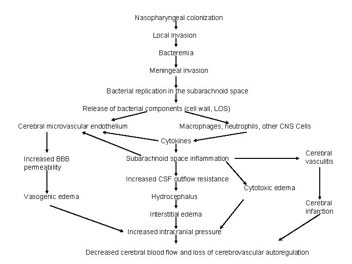 Nasopharyngeal colonization Local invasion Bacteremia Meningeal invasion Bacterial replication in the subarachnoid space Release