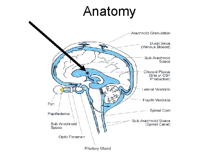 Anatomy 