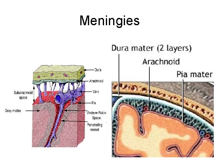 Meningies 