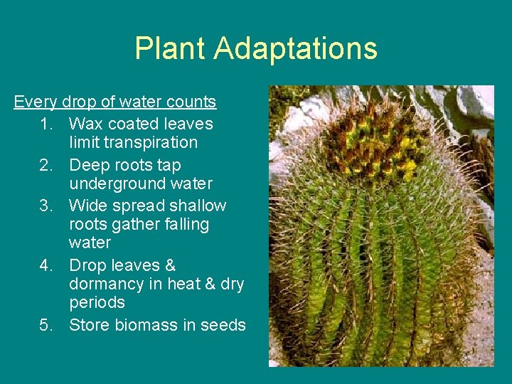 Plant Adaptations Every drop of water counts 1. Wax coated leaves limit transpiration 2.