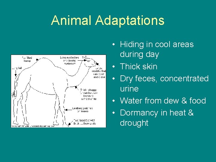 Animal Adaptations • Hiding in cool areas during day • Thick skin • Dry