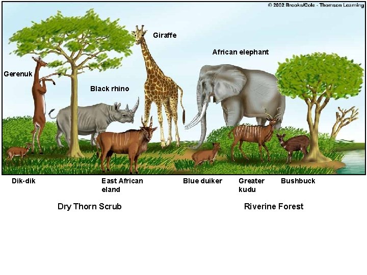 Giraffe African elephant Gerenuk Black rhino Dik-dik East African eland Dry Thorn Scrub Blue