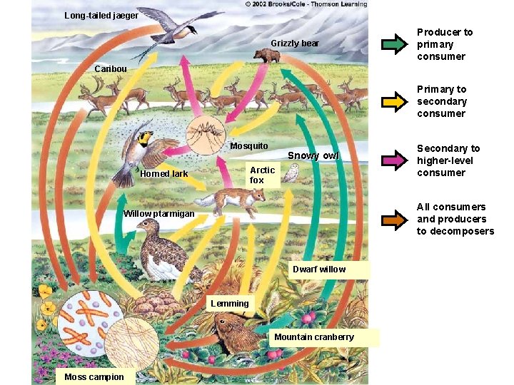 Long-tailed jaeger Grizzly bear Producer to primary consumer Caribou Primary to secondary consumer Mosquito