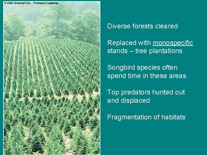 Diverse forests cleared Replaced with monospecific stands – tree plantations Songbird species often spend