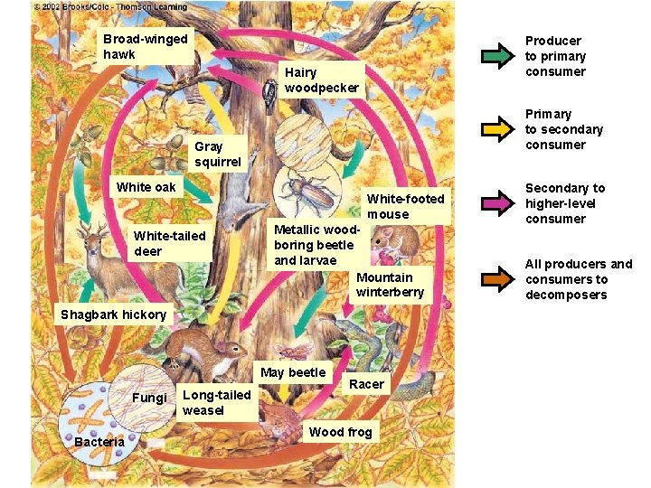 Broad-winged hawk Producer to primary consumer Hairy woodpecker Primary to secondary consumer Gray squirrel