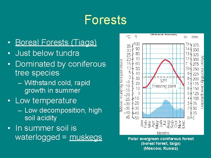 Forests • Boreal Forests (Tiaga) • Just below tundra • Dominated by coniferous tree