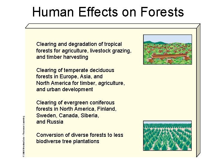 Human Effects on Forests Clearing and degradation of tropical forests for agriculture, livestock grazing,