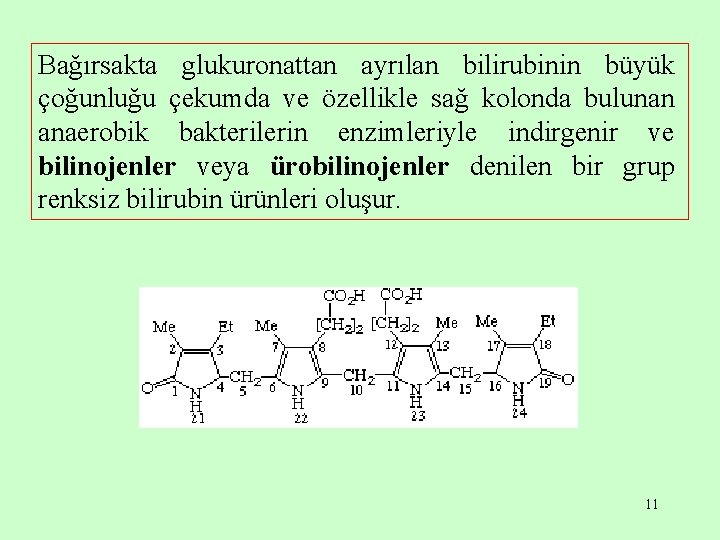 Bağırsakta glukuronattan ayrılan bilirubinin büyük çoğunluğu çekumda ve özellikle sağ kolonda bulunan anaerobik bakterilerin