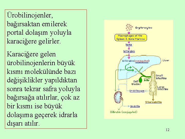 Ürobilinojenler, bağırsaktan emilerek portal dolaşım yoluyla karaciğere gelirler. Karaciğere gelen ürobilinojenlerin büyük kısmı molekülünde