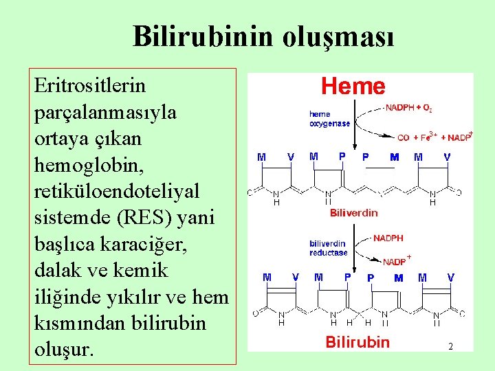 Bilirubinin oluşması Eritrositlerin parçalanmasıyla ortaya çıkan hemoglobin, retiküloendoteliyal sistemde (RES) yani başlıca karaciğer, dalak